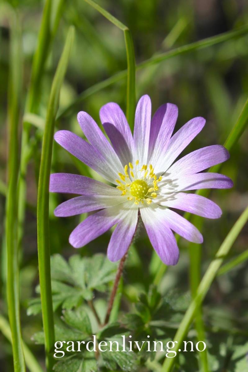 Balkansymre 'Charmer' - Anemone blanda - 10 stk