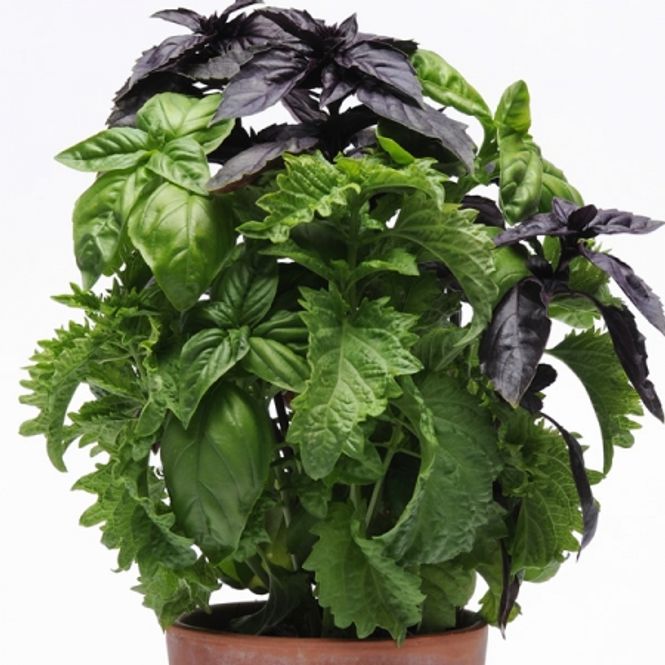 Hovedbilde Basilikum 'Try Me - Ocimum basilicum