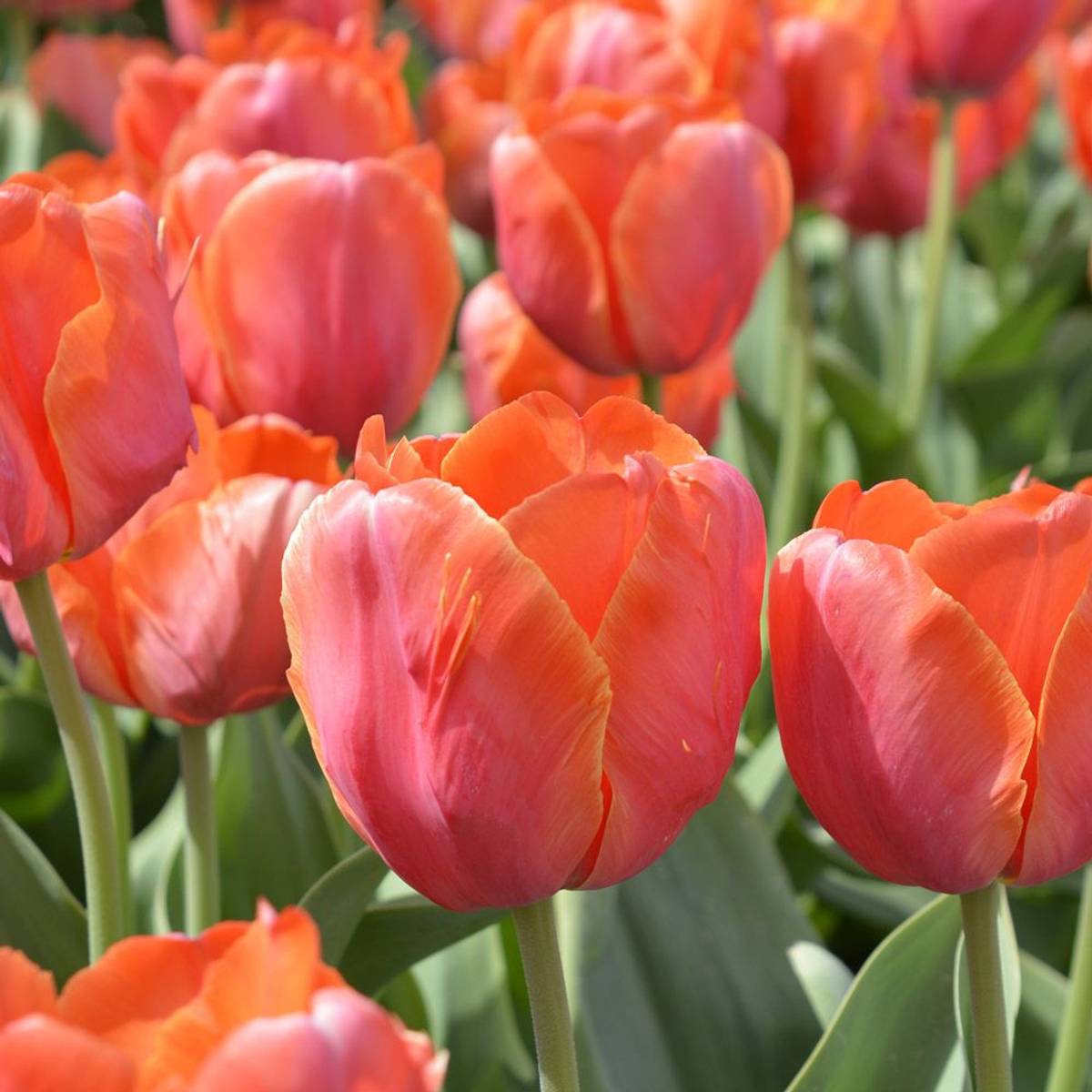 Tulipan 'Ad Rem Parrot', papegøyeblomstrende - 10 stk