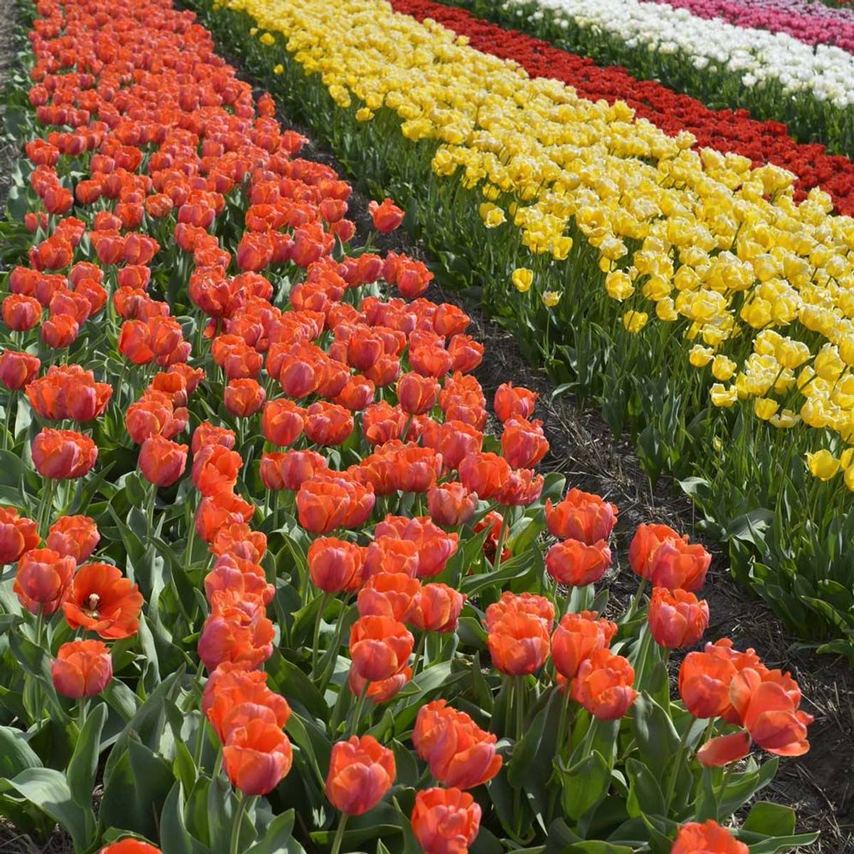 Tulipan 'Ad Rem Parrot', papegøyeblomstrende - 10 stk