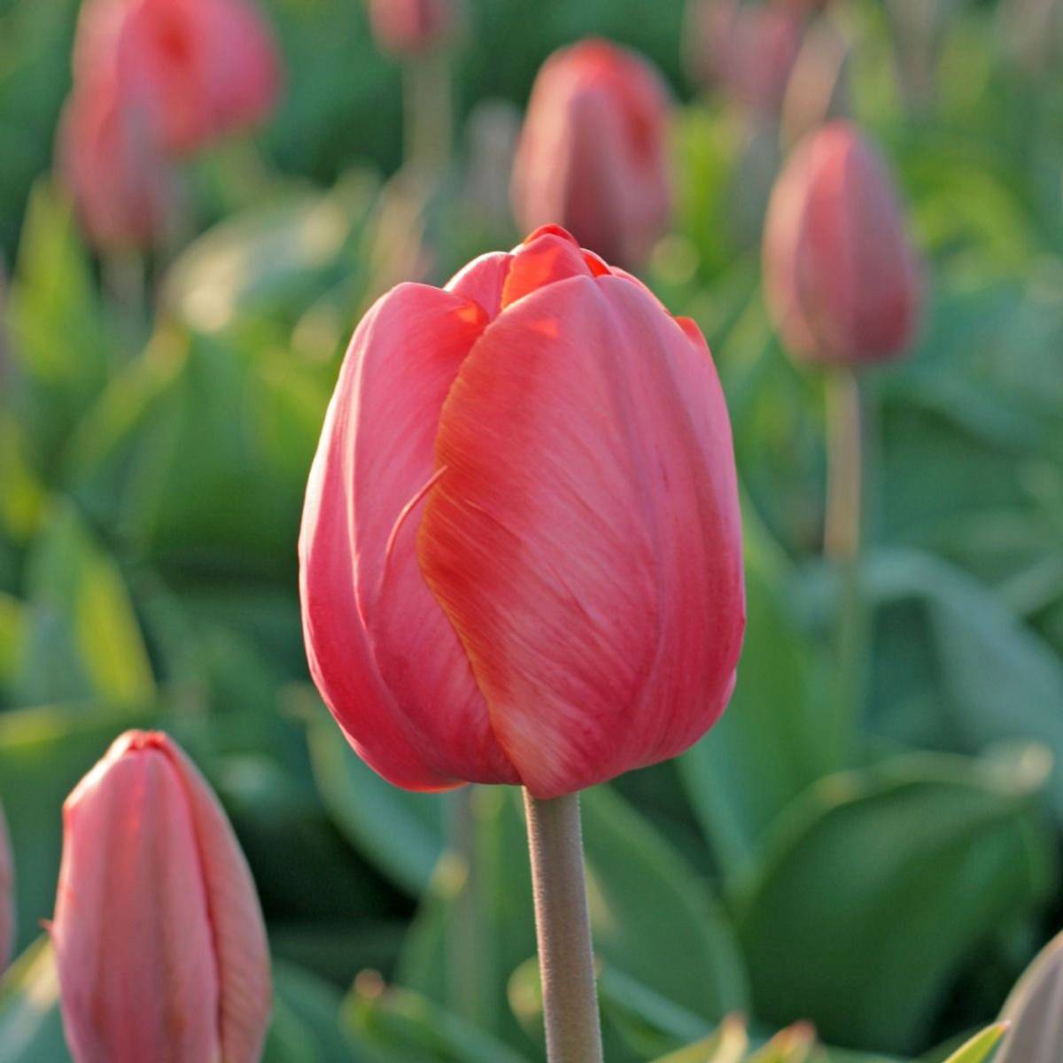 Tulipan 'Ad Rem Parrot', papegøyeblomstrende - 10 stk
