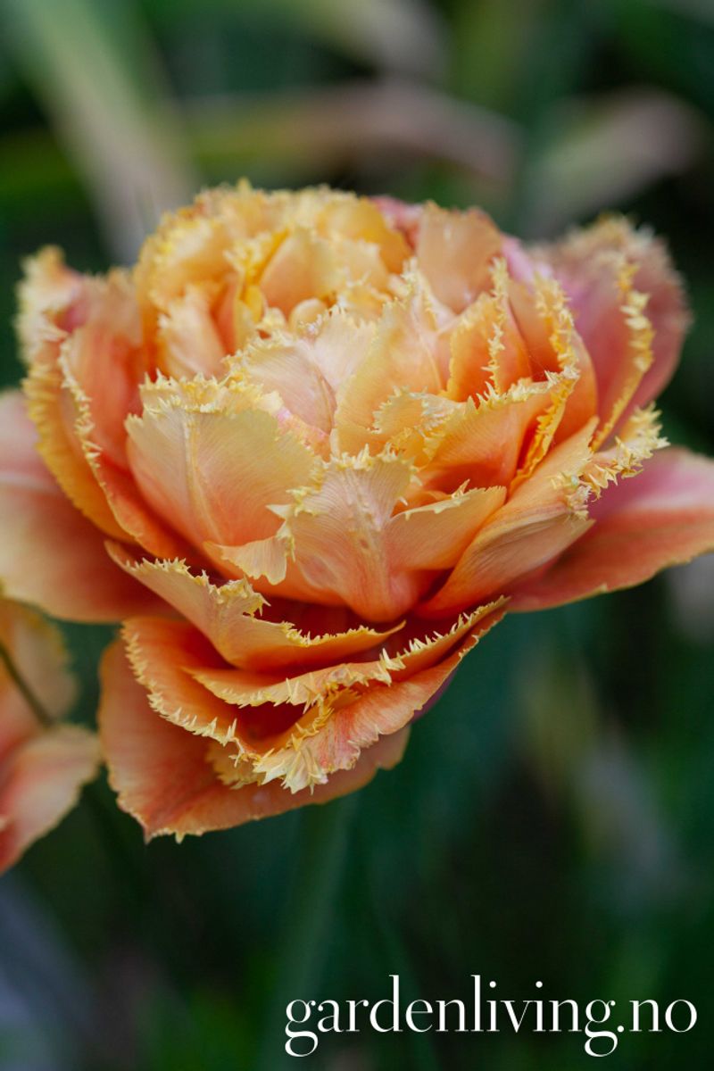 Tulipan 'Brisbane', Frynsetulipan - 5 stk
