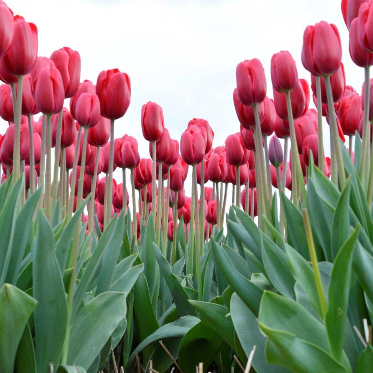 Tulipan 'Alcatraz', triumph - 10 stk