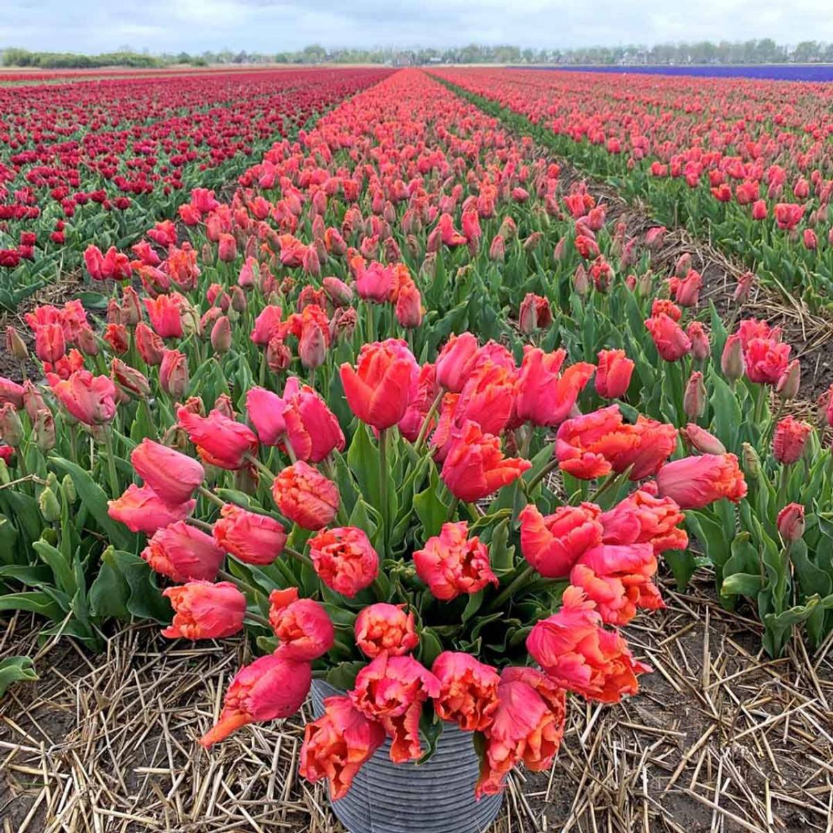 Tulipan 'Amazing Parrot', papegøyeblomstrende - 10 stk