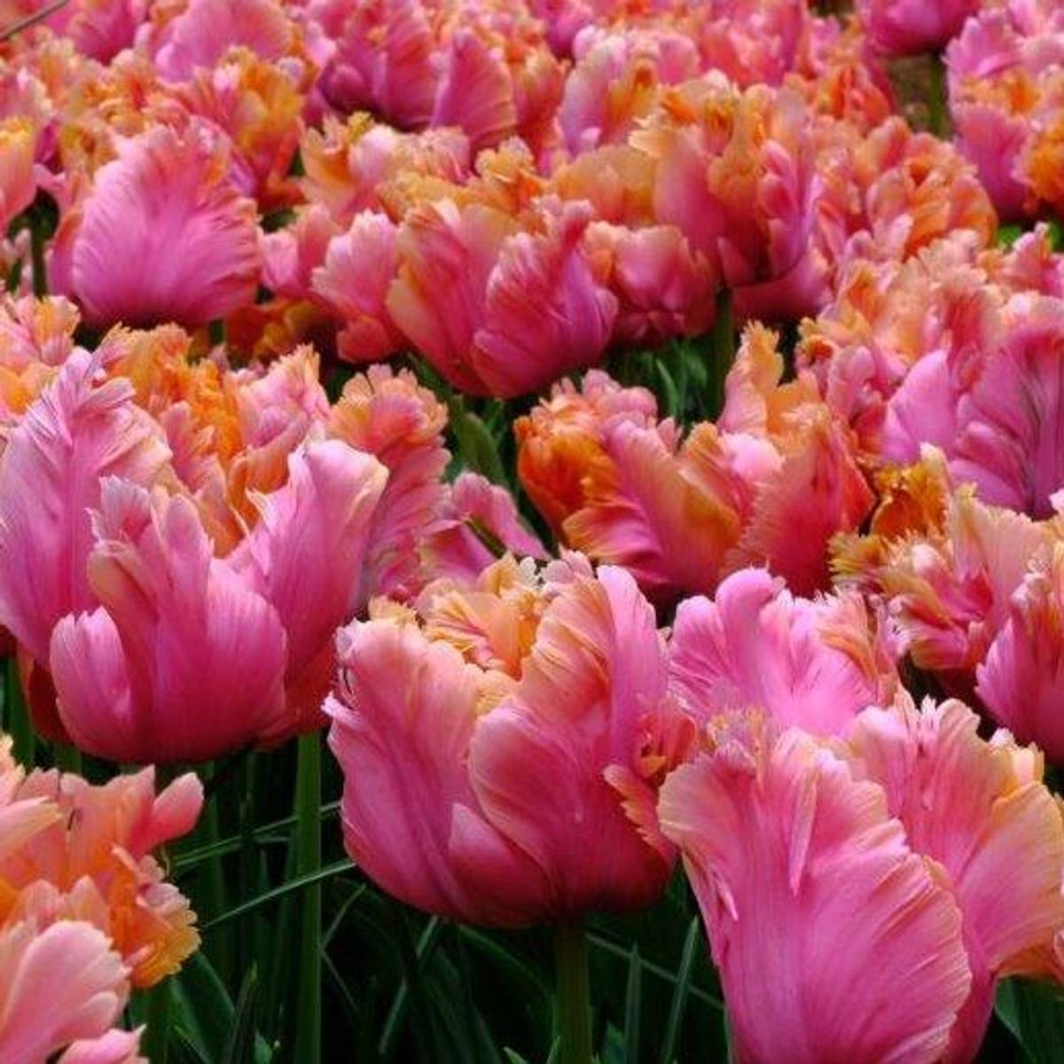 Tulipan 'Amazing Parrot', papegøyeblomstrende - 10 stk