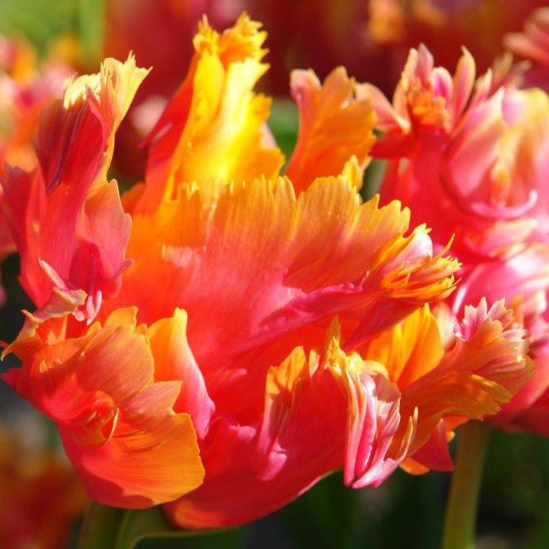Tulipan 'Amazing Parrot', papegøyeblomstrende - 8 stk