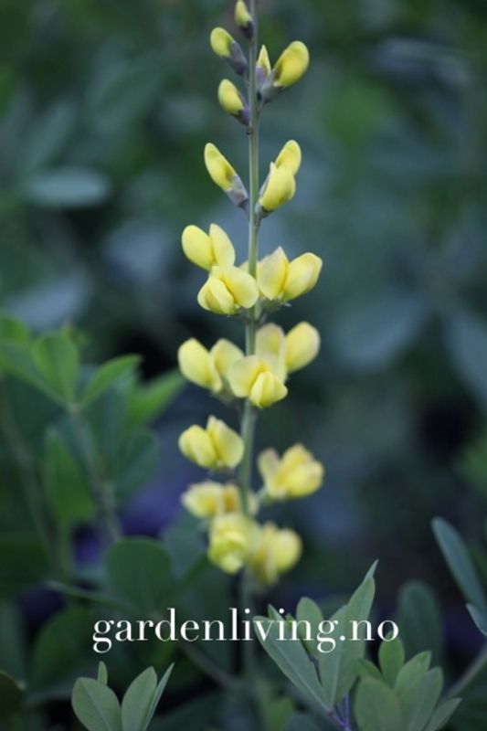 Fargeskolm 'Solar Flare' ™ - Baptisia