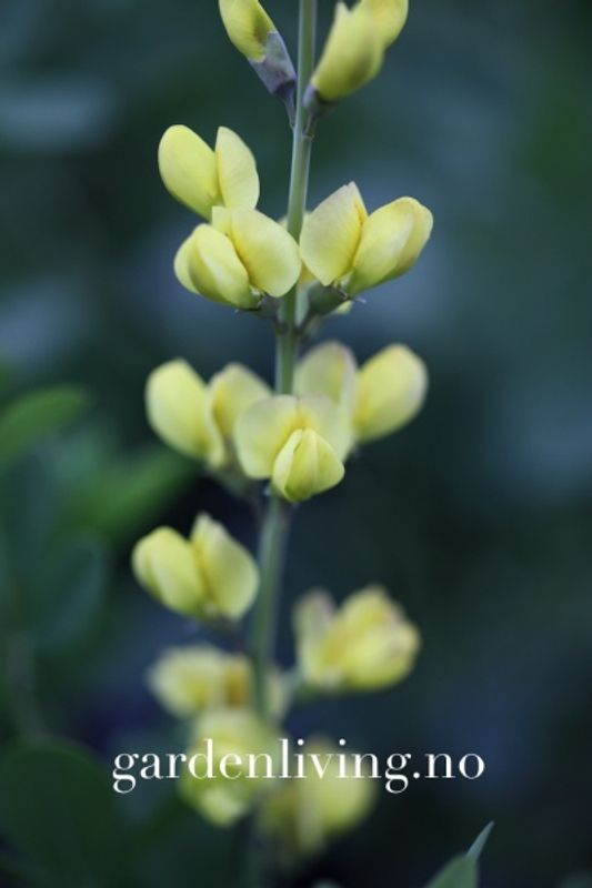 Fargeskolm 'Solar Flare' ™ - Baptisia