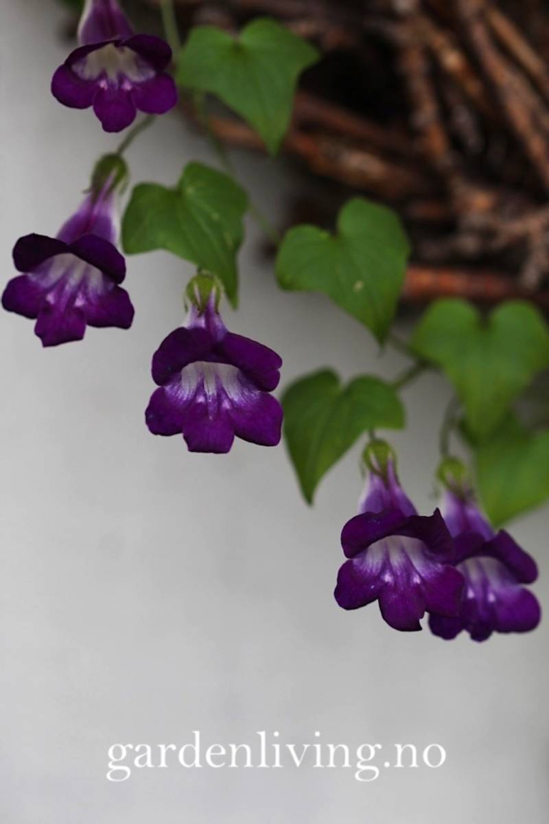 Klatreløvemunn 'Joan Loraine' - Maurandya/ Asarina scandens 
