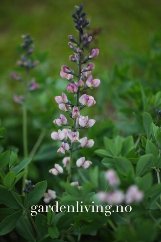 Fargeskolm 'Pink Truffles' - Baptisia