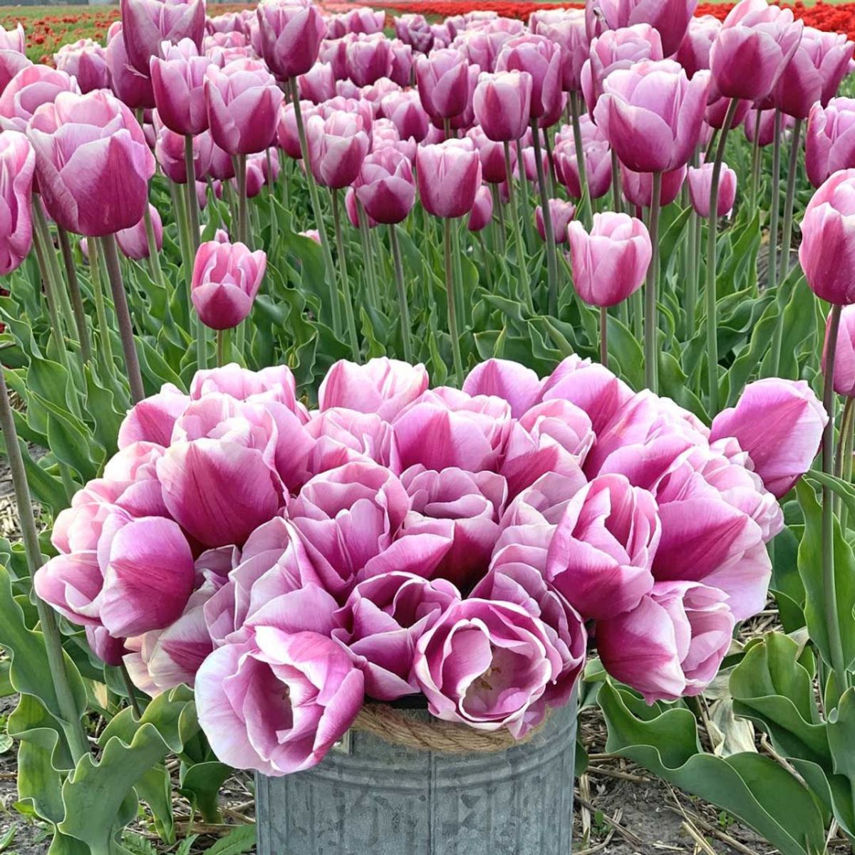 Tulipan 'Argos' - 10 stk