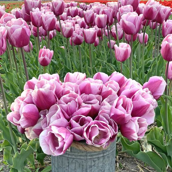 Hovedbilde Tulipan 'Argos' - 10 stk