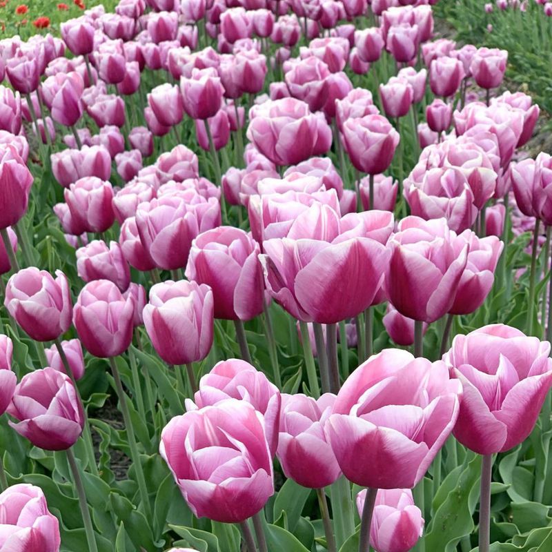 Tulipan 'Argos' - 10 stk