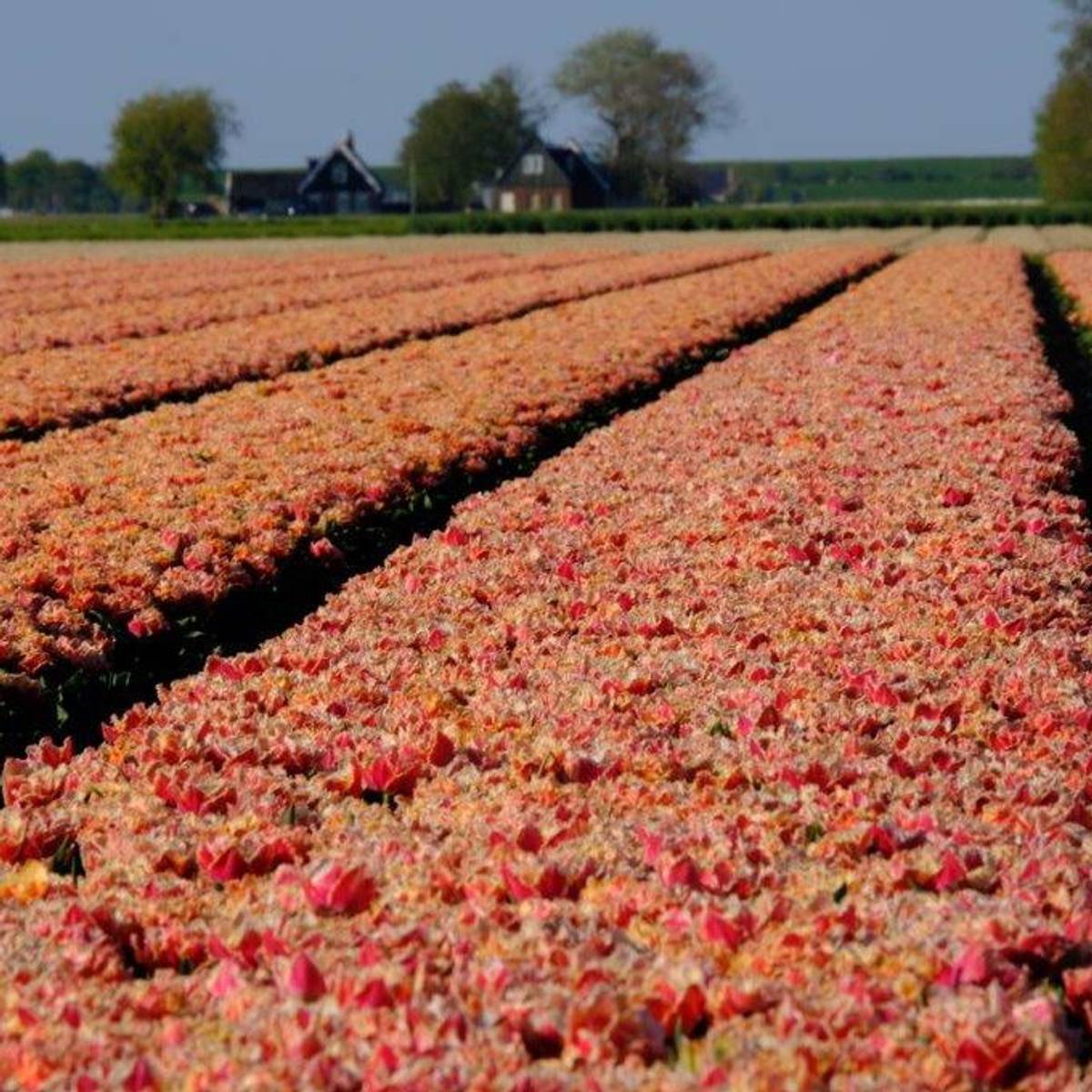 Tulipan 'Brisbane', frynsetulipan - 10 stk