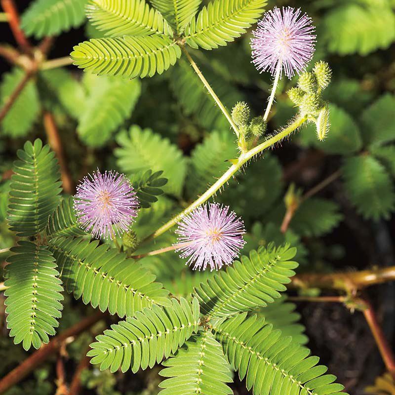 Sanseplante/Rør meg ikke - Mimosa pudica