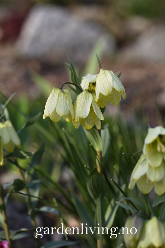 Blekkrone - Fritillaria pallidiflora - 1 stk