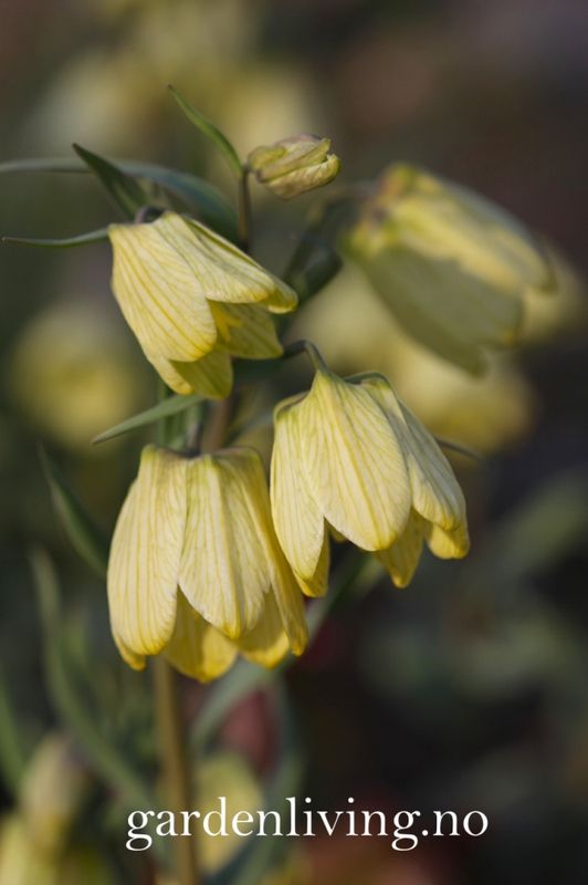 Blekkrone - Fritillaria pallidiflora - 1 stk