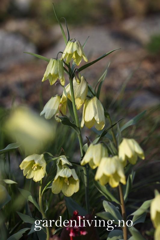 Blekkrone - Fritillaria pallidiflora - 1 stk