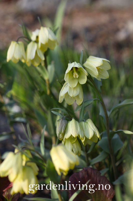 Blekkrone - Fritillaria pallidiflora - 1 stk