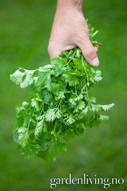 Hovedbilde Koriander 'Cilantro' - Coriandrum sativum