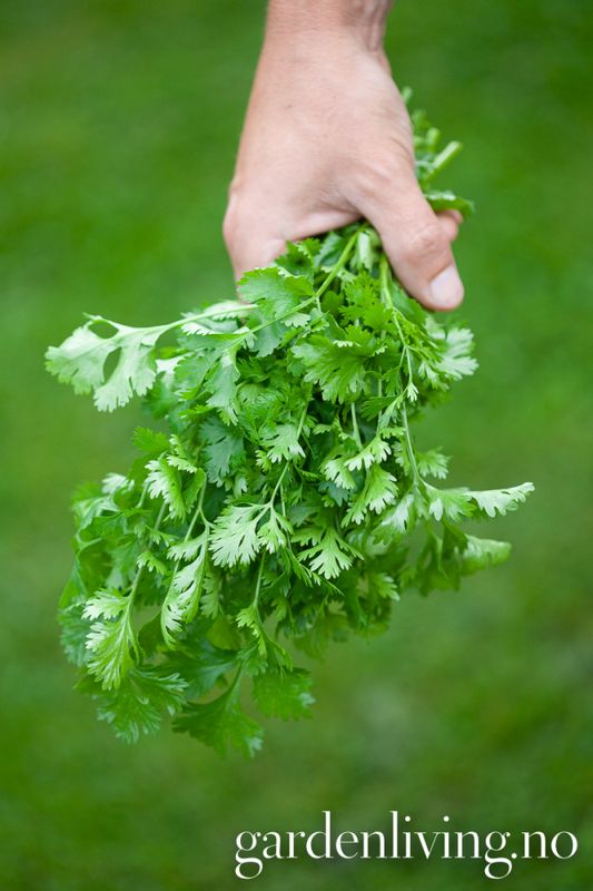 Koriander 'Cilantro' - Coriandrum sativum