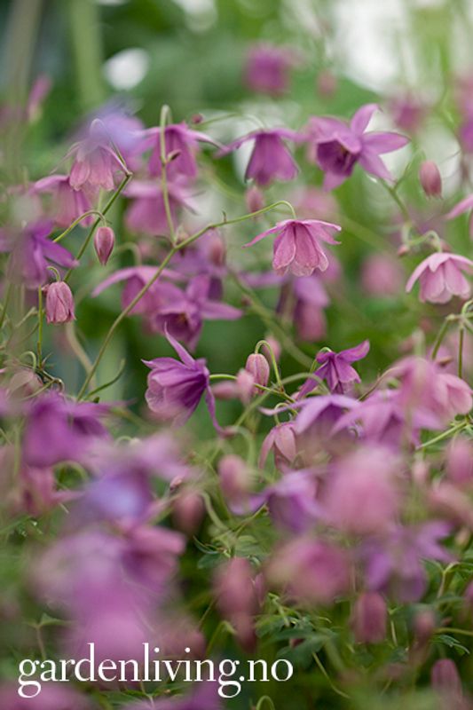 Semiaquilegia ecalcarata