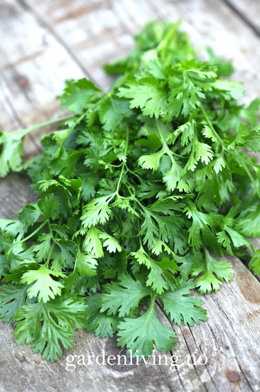 Koriander 'Cilantro' - Coriandrum sativum