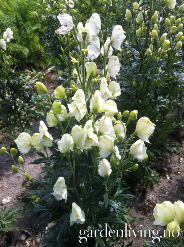 Storhjelm 'Album' - Aconitum napellus 
