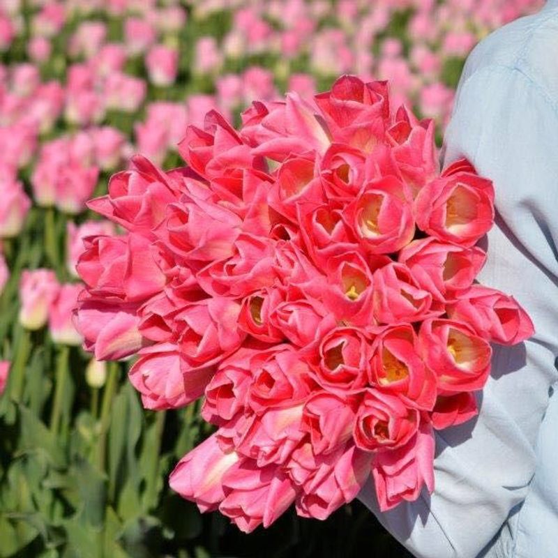 Tulipan 'Dynasty', Triumph - 10 stk