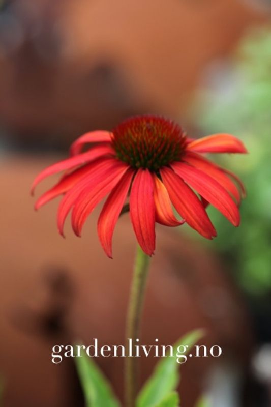 Purpursolhatt ’Tomato Soup’ - Echinacea 