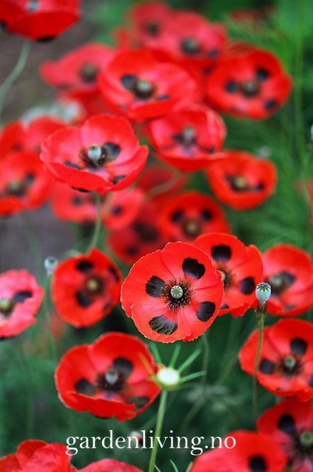 Hovedbilde Valmue ’Ladybird’ - Papaver commutatum 