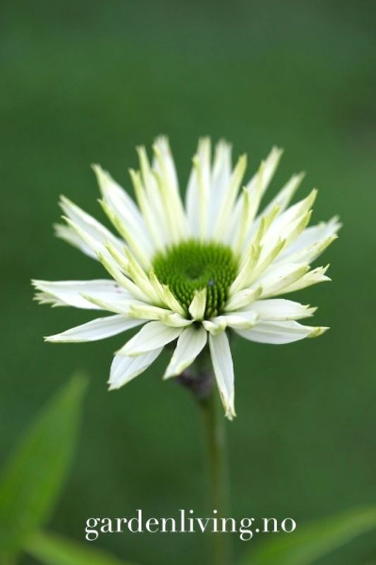 Purpursolhatt ’Virgin’ - Echinacea purpurea
