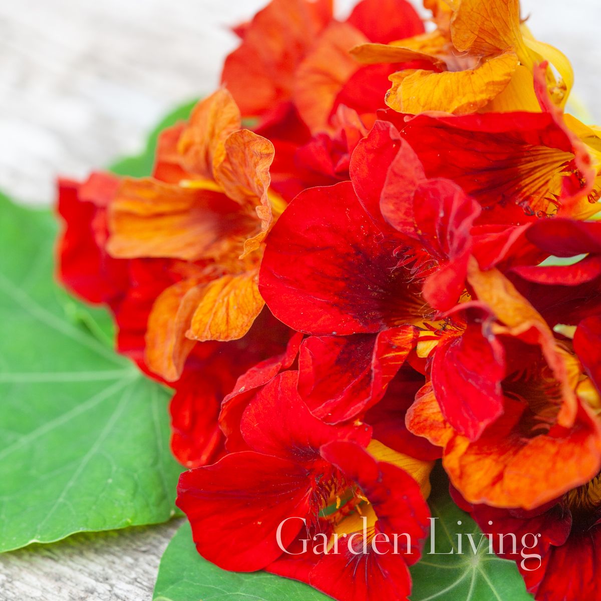Blomkarse 'Mahogany Gleam' - Tropaeolum majus