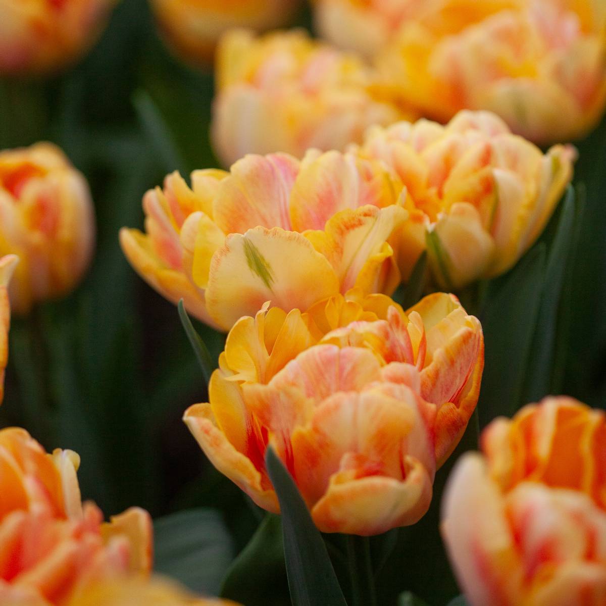 Tulipan 'Foxy Foxtrot’, sen dobbel - 8 stk