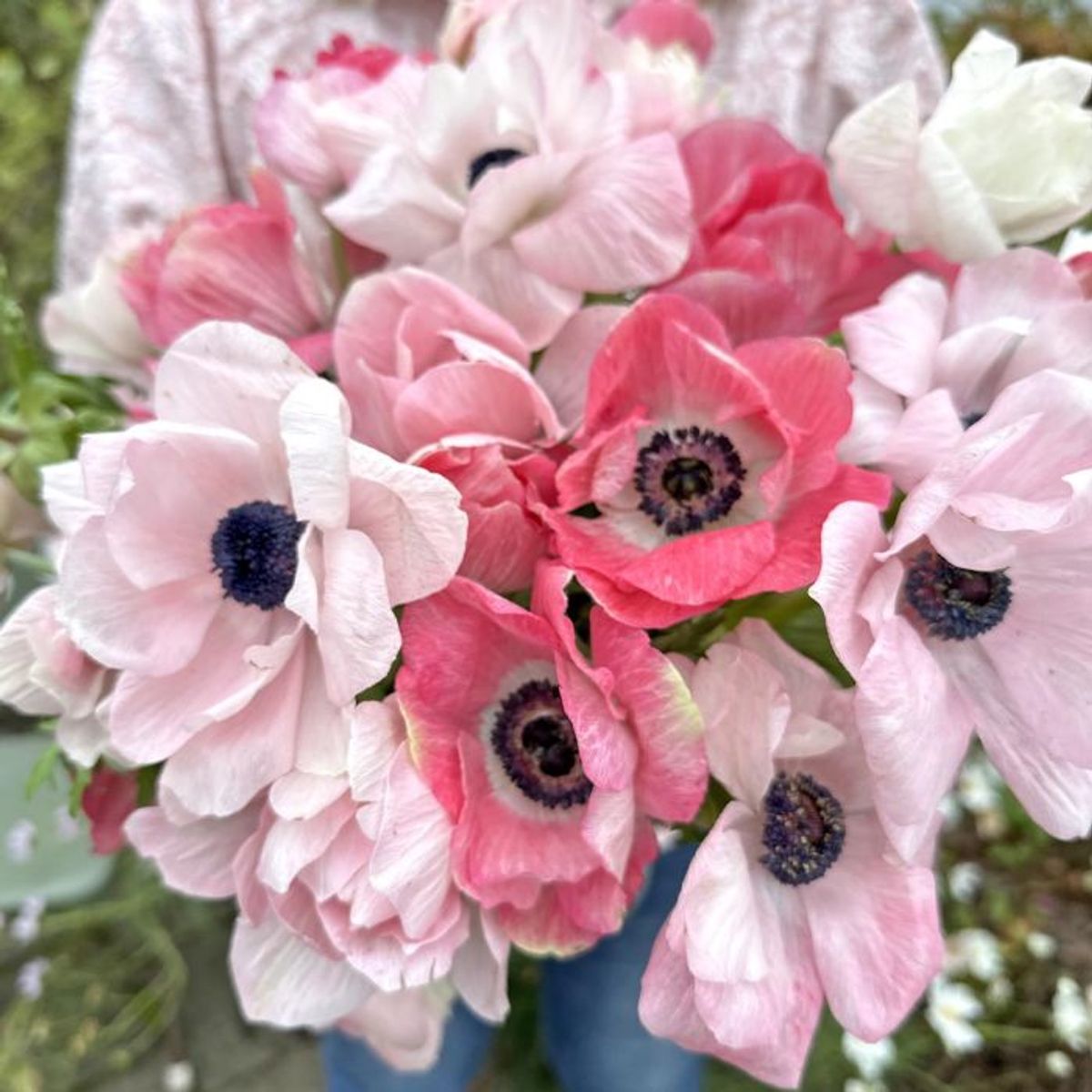 Kronsymre 'Mistral® Rosa Chiaro' - Anemone coronaria, 7 stk