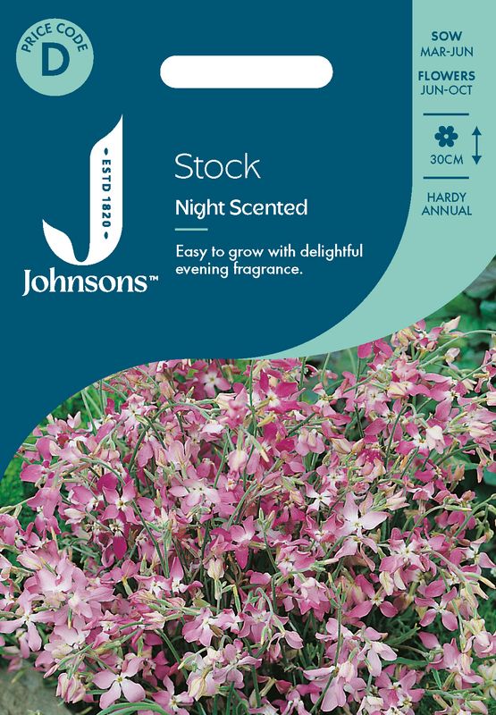 Hornlevkøy 'Night Scented' - Matthiola longipetala