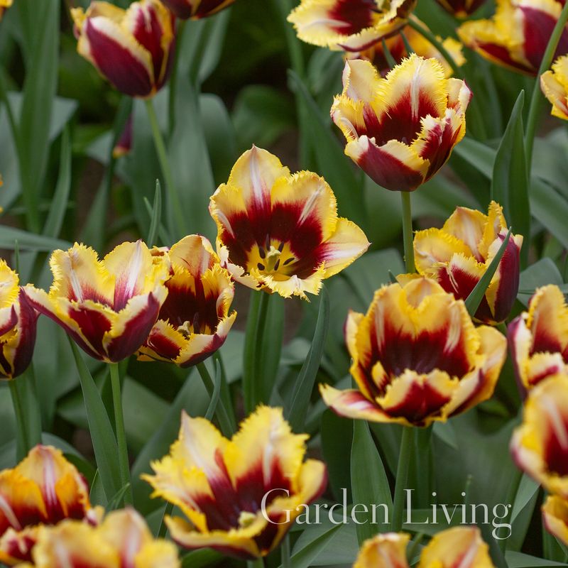 Tulipan 'Gavota Special', frynsetulipan - 10 stk