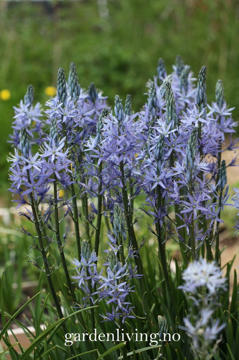 Bjørnestjerne 'Blue Candle’ - Camassia lei. - 1 stk