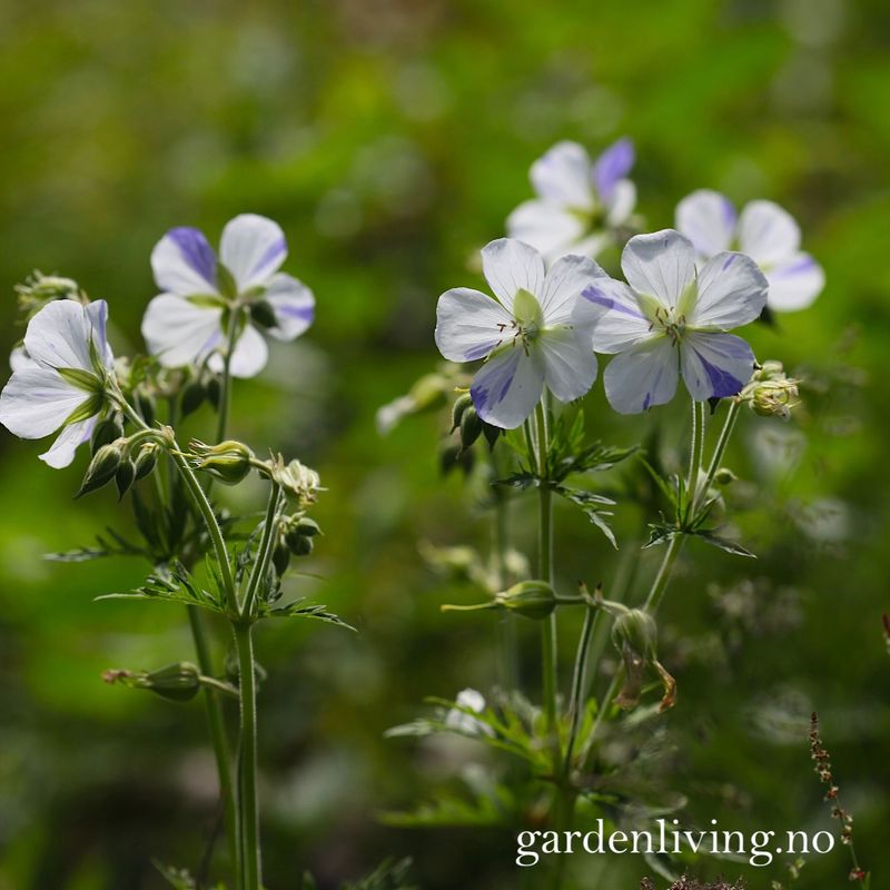 Engstorkenebb 'Splish Splash' - Geranium pratense