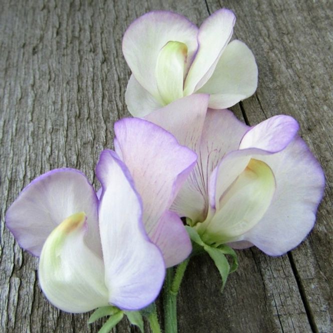 Hovedbilde Blomsterert 'April in Paris' - Lathyrus odoratus