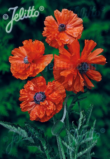 Hovedbilde Orientvalmue 'May Queen' - Papaver orientale