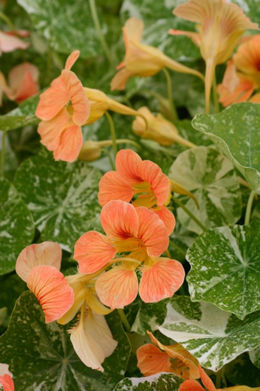 Blomkarse 'Alaska Salmon Orange', lav - Tropaeolum majus