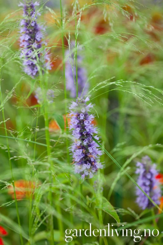 Anisisop 'Black Adder' - Agastache 