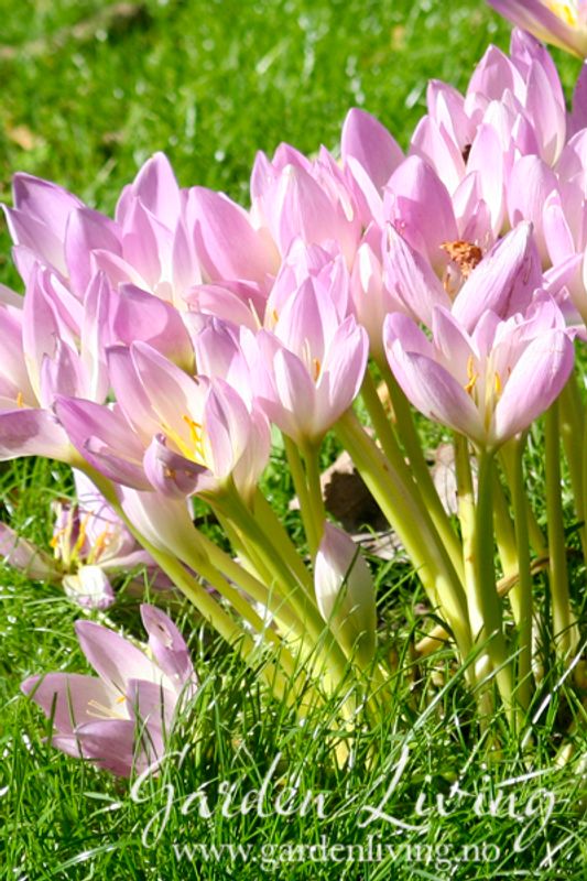 Prakttidløs - Colchicum speciosum - 1 stk 