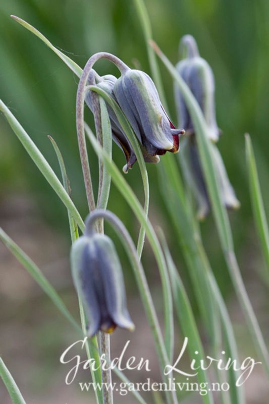 Fritillaria elwesii - 3 stk