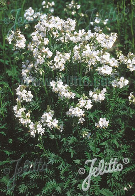 Hovedbilde Fjellflokk 'Alba' - Polemonium caeruleum