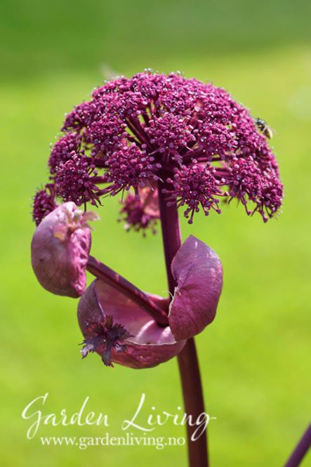 Hovedbilde Rødkvann - Angelica gigas