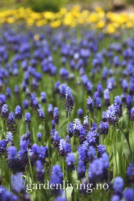 Hovedbilde Indigoperleblomst - Muscari latifolium - 20 stk