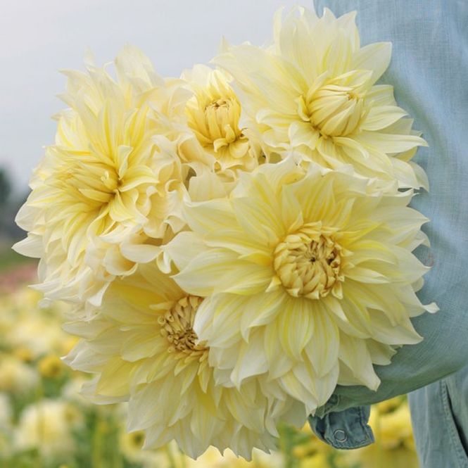 Hovedbilde Georgine 'La Luna - Dahlia x cultorum, 1 stk.