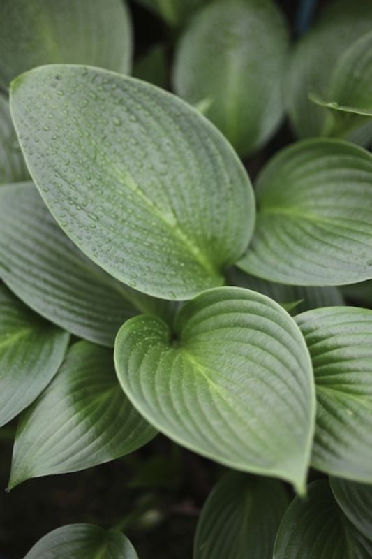Hosta 'Devon Green'